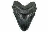 Serrated, Fossil Megalodon Tooth - South Carolina #325249-1